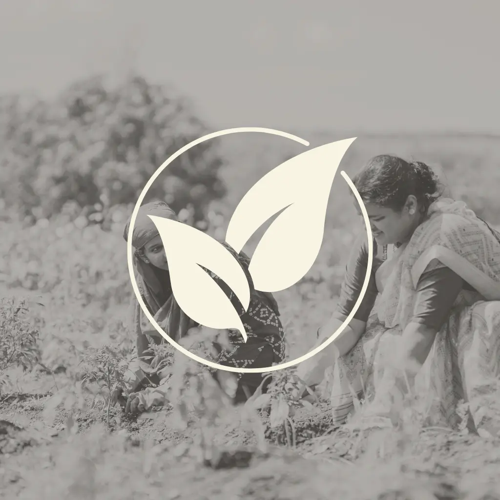 Maatru Rasah lakadong Turmeric is naturally grown in the hills of Meghalaya