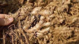 Maatru Rasah Ing makhir ginger is grown in hills of meghalaya which is gi tag product of india