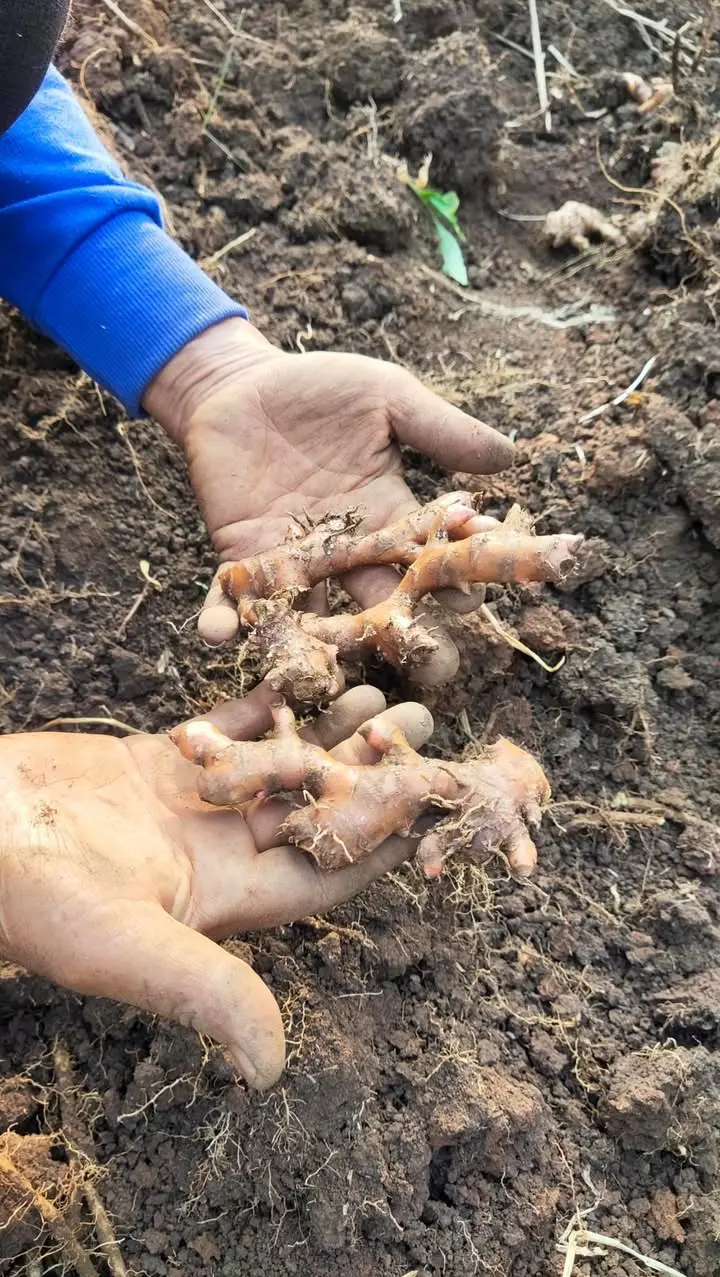 Farmers grown Ing Makhir ginger without use of any chemical. Maatru Rasah help farmers to grow ing makhir ginger powder naturally 