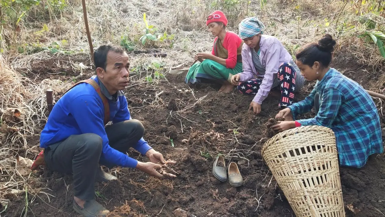 Farming are done without using any harmful chemical because of which ing makhir ginger powder is pure