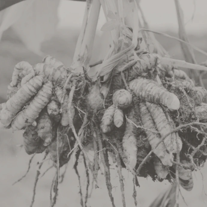 High Curcumin Lakadong Turmeric