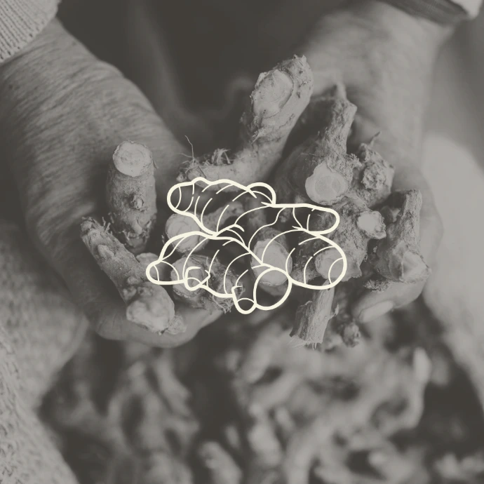 High Gingerol Content in Ing Makhir Ginger