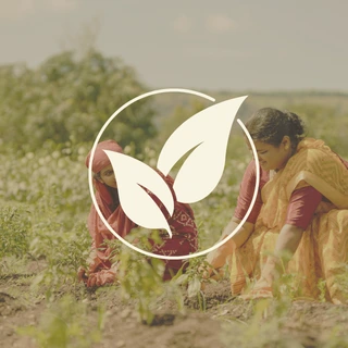 Women harvesting natural ingredients for preservative-free handcrafted Indian food products by Maatru Rasah using traditional farming and artisanal methods.