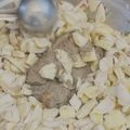 Vrat-safe fasting ingredients icon for Falahari Aamra mango achaar without onion, garlic or oil. Maatru Rasah.
