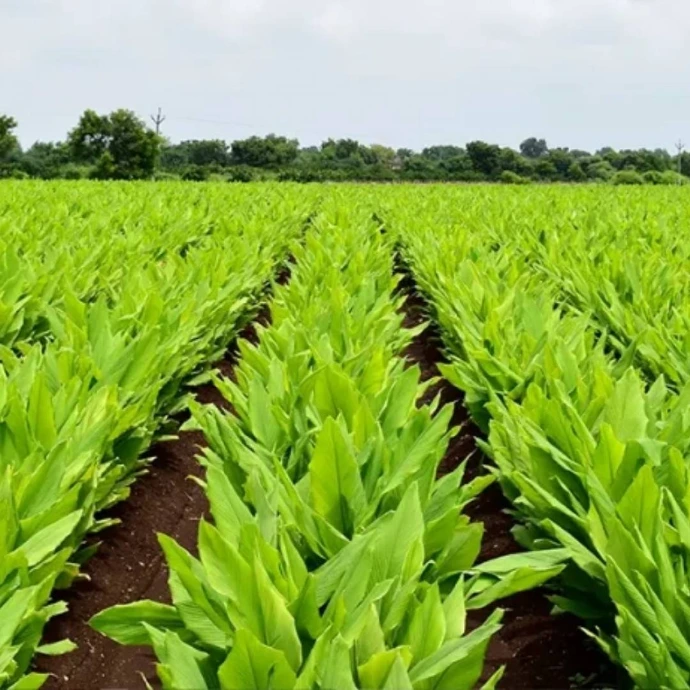 Lakadong turmeric fields in Meghalaya growing single-origin Lakadong haldi with naturally high curcumin