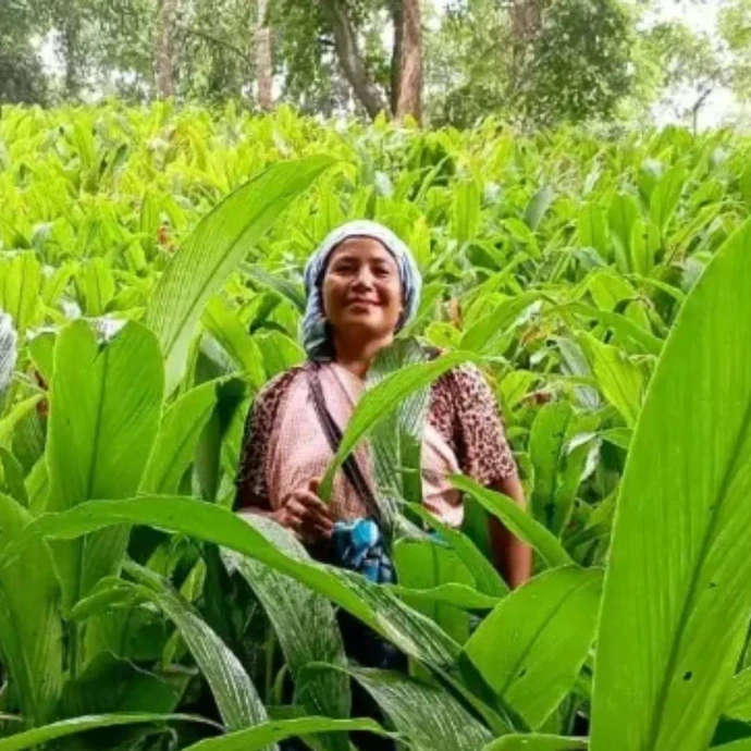 Farmer standing in Lakadong turmeric farm in Meghalaya supplying Maatru Rasah Lakadong turmeric