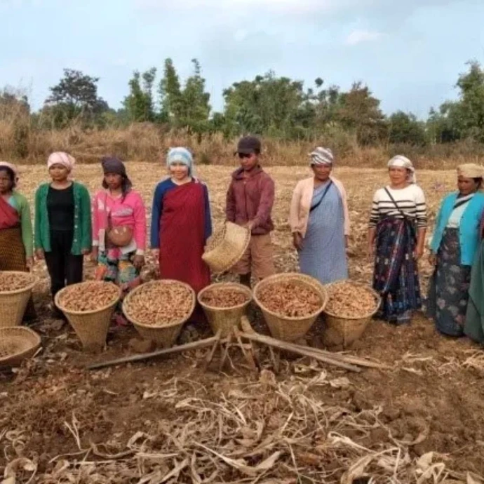 Farmer group harvesting Lakadong turmeric in Meghalaya through Padma Shri Trinity Saioo's organisation