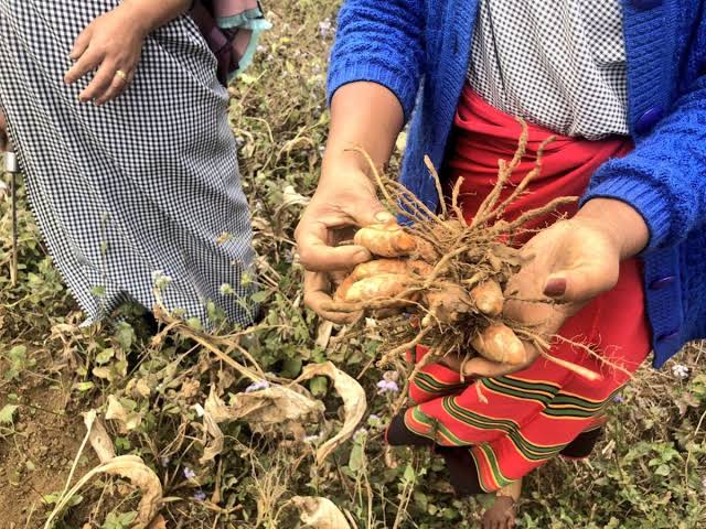 Ing Makhir ginger roots freshly harvested in Jaintia Hills, Meghalaya