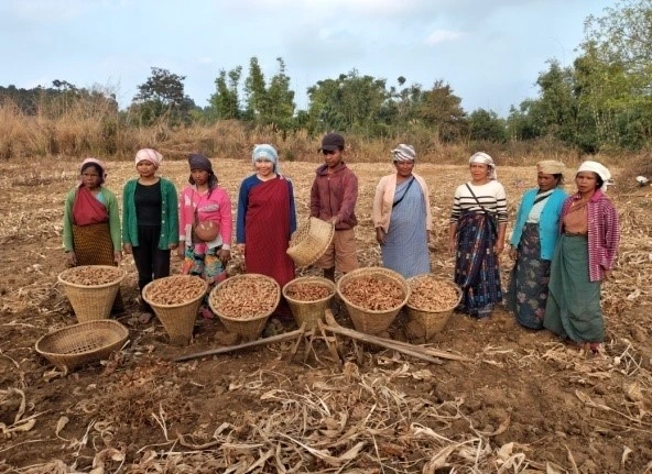 Women farmers from Jaintia Hills cultivating Ing Makhir ginger in Meghalaya