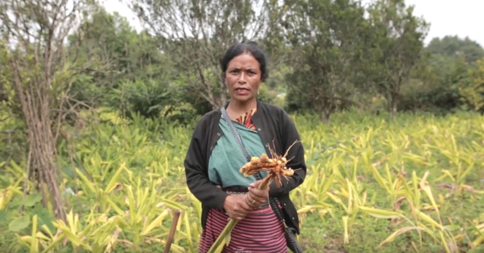 Farmer holding freshly harvested Ing Makhir ginger in Meghalaya fields