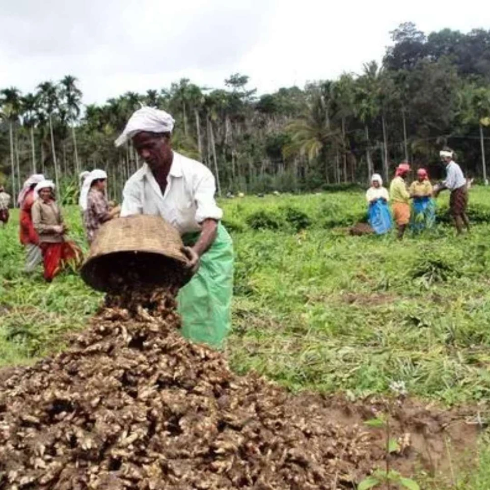 Traditional harvesting of Ing Makhir ginger by farmers in Meghalaya