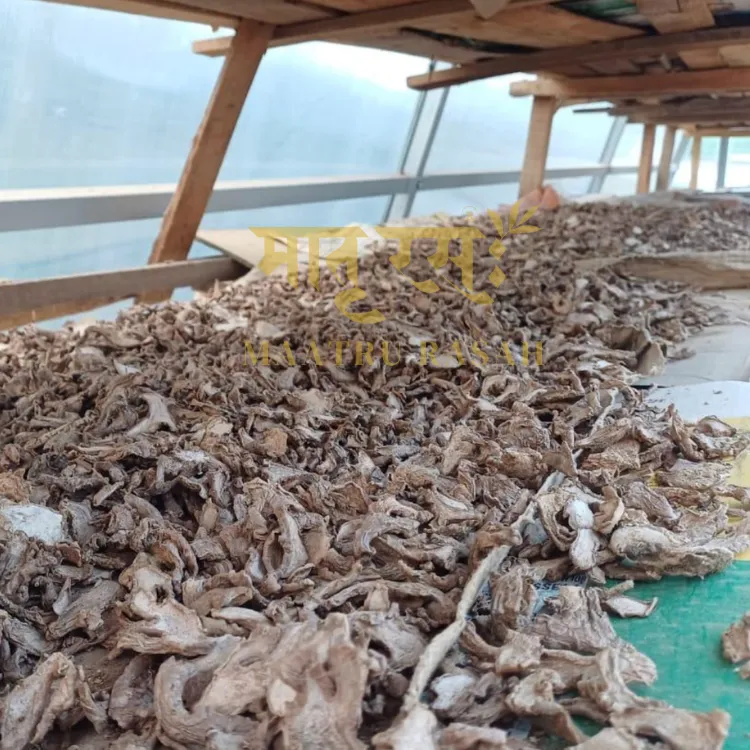 Ing Makhir ginger drying process in meghalaya.webp