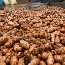 Raw Lakadong turmeric powder is in drying process farm fresh turmeric powder gi tag authentication certified by maatru rasah.webp