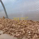 drying process of ing makhir ginger powder or saunth powder from maatru rasah gi tag product of india.webp