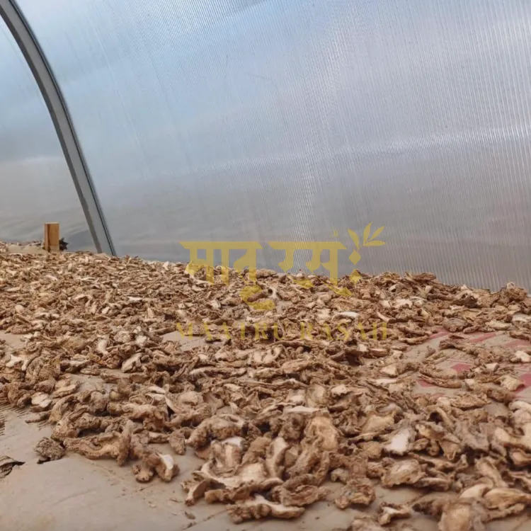 drying process of ing makhir ginger powder or saunth powder from maatru rasah gi tag product of india.webp