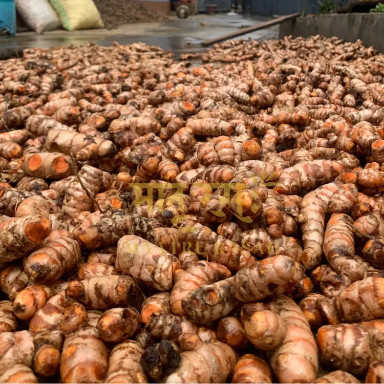 Raw Lakadong turmeric powder is in drying process farm fresh turmeric powder gi tag authentication certified by maatru rasah.webp