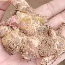 Raw Ing makhir ginger sourced direct from meghalaya farmers by maatru rasah.webp
