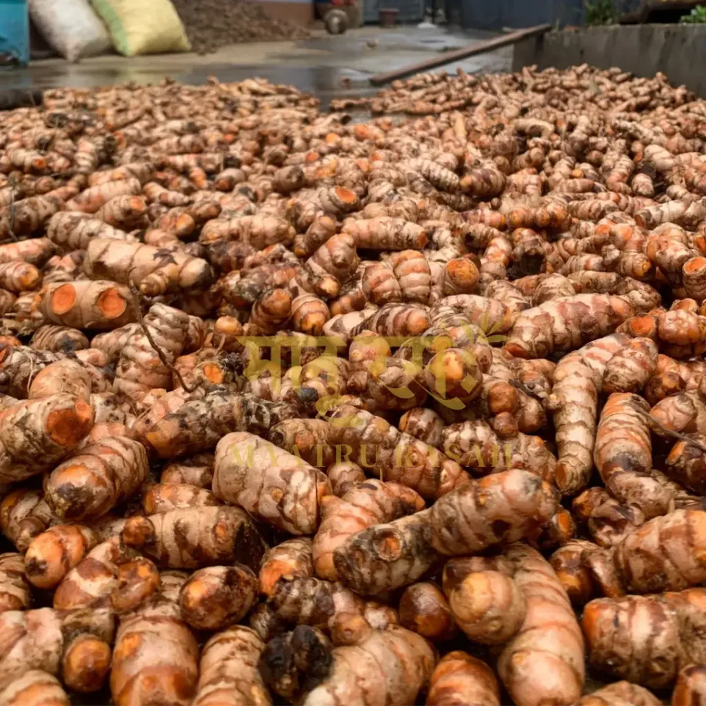 maatru-rasah-fresh-harvested-lakadong-turmeric-rhizomes.webp