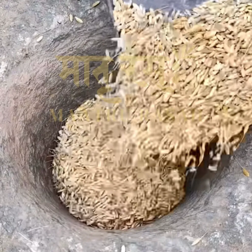 Red-Rice-paddy-sun-dried-pounding