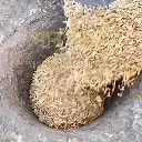 Red-Rice-paddy-sun-dried-pounding