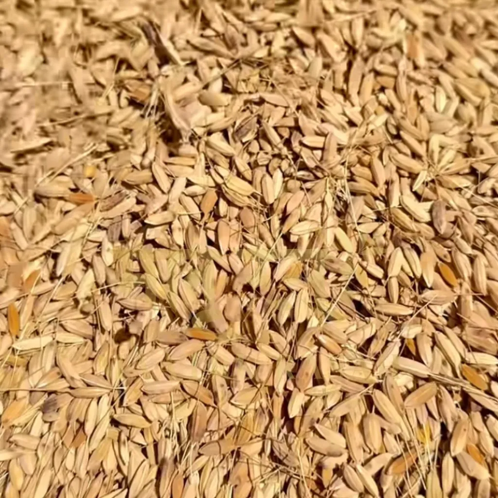 Red-Rice-Online-India-Traditional-red-rice-sourced-directly-from-Indian-farmers